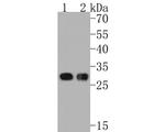 CLIC2 Antibody in Western Blot (WB)