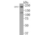 LRP6 Antibody in Western Blot (WB)