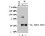 CENPB Antibody in Western Blot (WB)