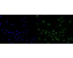 CENPB Antibody in Immunocytochemistry (ICC/IF)