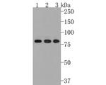 CENPB Antibody in Western Blot (WB)