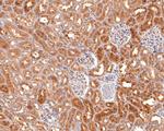 AMPK alpha-2 Antibody in Immunohistochemistry (Paraffin) (IHC (P))