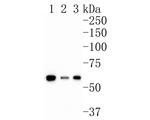 AMPK alpha-2 Antibody in Western Blot (WB)