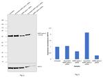 AMPK alpha-2 Antibody in Western Blot (WB)