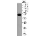 AMPK alpha-2 Antibody in Western Blot (WB)