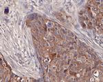 CD166 (ALCAM) Antibody in Immunohistochemistry (Paraffin) (IHC (P))