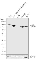 CD166 (ALCAM) Antibody