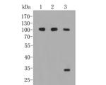 CD166 (ALCAM) Antibody in Western Blot (WB)