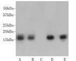 H3K9me3 Antibody in Western Blot (WB)