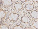 DNA-PK Antibody in Immunohistochemistry (Paraffin) (IHC (P))