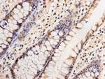 GATA4 Antibody in Immunohistochemistry (Paraffin) (IHC (P))