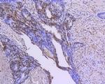 GATA4 Antibody in Immunohistochemistry (Paraffin) (IHC (P))