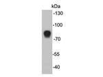 MASP2 Antibody in Western Blot (WB)