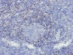 SHP-1 Antibody in Immunohistochemistry (Paraffin) (IHC (P))