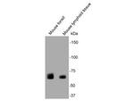 SHP-1 Antibody in Western Blot (WB)