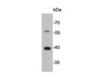 Cathepsin B Antibody in Western Blot (WB)