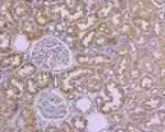 HDAC3 Antibody in Immunohistochemistry (Paraffin) (IHC (P))