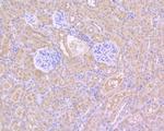 HDAC3 Antibody in Immunohistochemistry (Paraffin) (IHC (P))