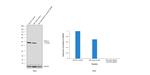 HDAC3 Antibody in Western Blot (WB)