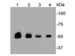 PTP1B Antibody in Western Blot (WB)