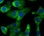 CD137 (4-1BB) Antibody in Immunocytochemistry (ICC/IF)