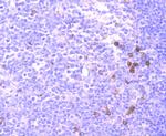 CD137 (4-1BB) Antibody in Immunohistochemistry (Paraffin) (IHC (P))