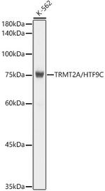 TRMT2A Antibody in Western Blot (WB)