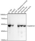 ALDH1A1 Antibody in Western Blot (WB)