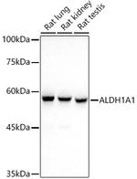 ALDH1A1 Antibody in Western Blot (WB)