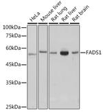 FADS1 Antibody in Western Blot (WB)