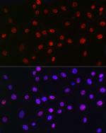 QKI Antibody in Immunocytochemistry (ICC/IF)