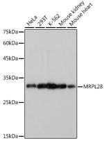 MRPL28 Antibody in Western Blot (WB)