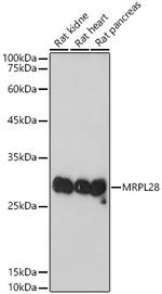 MRPL28 Antibody in Western Blot (WB)