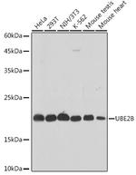 UBE2B Antibody in Western Blot (WB)