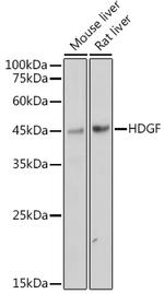 HDGF Antibody in Western Blot (WB)