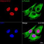 Histone H1.2 Antibody in Immunocytochemistry (ICC/IF)