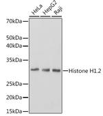 Histone H1.2 Antibody in Western Blot (WB)