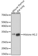 Histone H1.2 Antibody in Western Blot (WB)