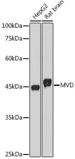 MVD Antibody in Western Blot (WB)