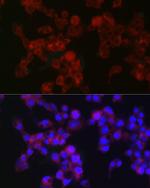 MGST1 Antibody in Immunocytochemistry (ICC/IF)