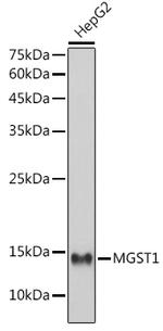 MGST1 Antibody in Western Blot (WB)