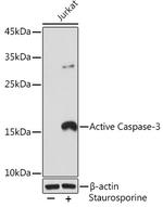 Active Caspase 3 Antibody in Western Blot (WB)