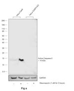 Active Caspase 3 Antibody in Western Blot (WB)