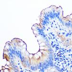 CD66a (CEACAM1) Antibody in Immunohistochemistry (Paraffin) (IHC (P))