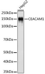 CD66a (CEACAM1) Antibody in Western Blot (WB)