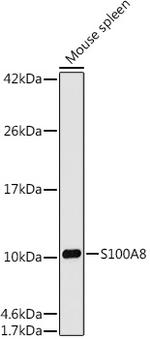 S100A8 Antibody in Western Blot (WB)