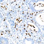 Myeloperoxidase Antibody in Immunohistochemistry (Paraffin) (IHC (P))