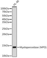 Myeloperoxidase Antibody in Western Blot (WB)