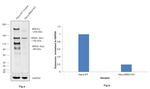 BRD4 Antibody in Western Blot (WB)