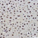 PDCD7 Antibody in Immunohistochemistry (Paraffin) (IHC (P))